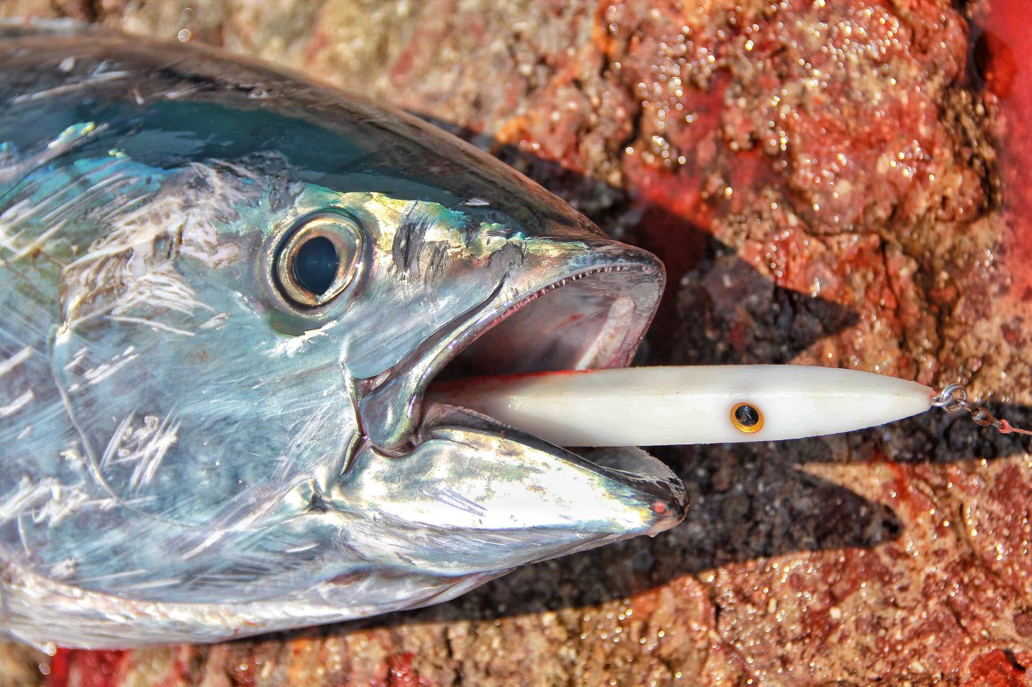 Slim Minnow - Bulk Packs Packs of 5 (without ring and hook)