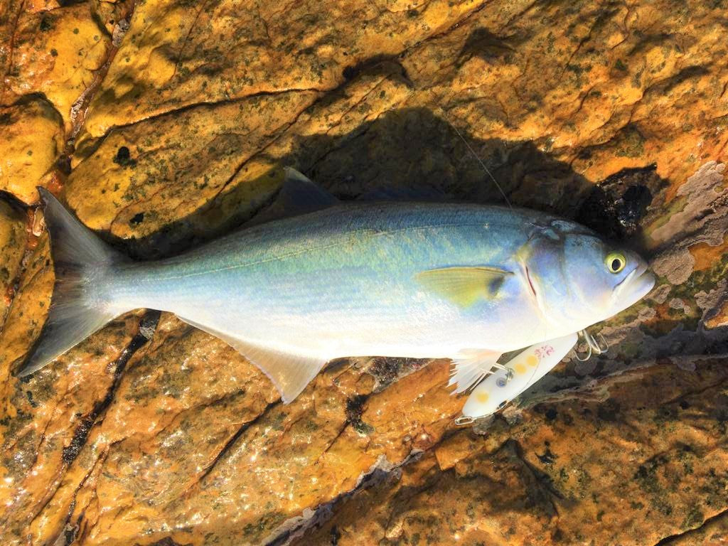 Tweak Bait - Fast Sink (Sub Surface)
