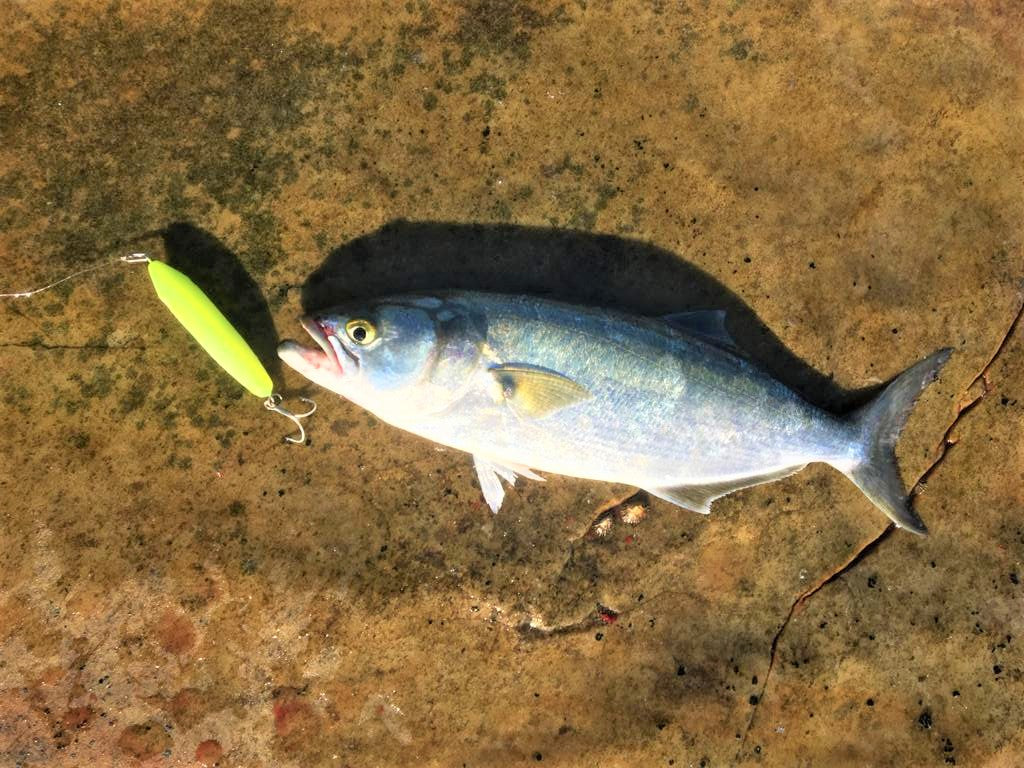 Tweak Bait - Fast Sink (Sub Surface)