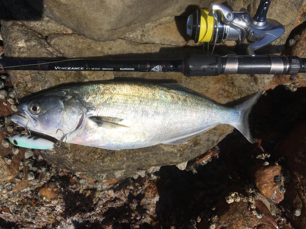 Tweak Bait - Fast Sink (Sub Surface)